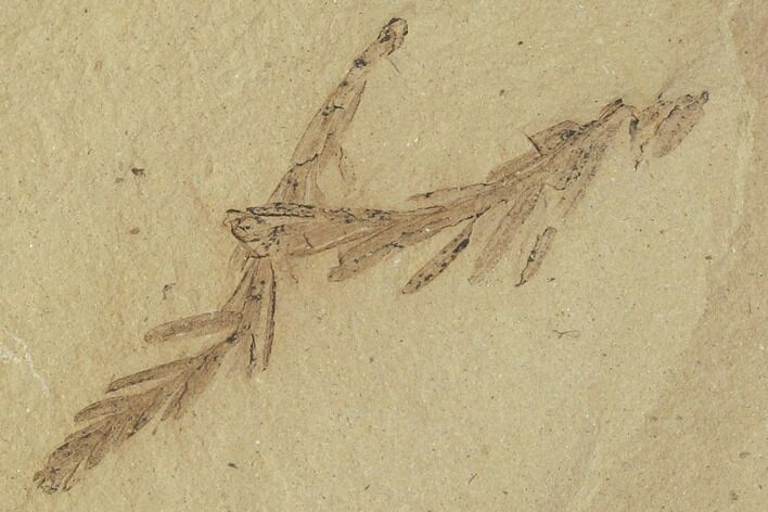 Metasequoia (Dawn Redwood) Fossils - Montana #102309
